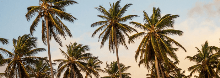 Palm trees against a blue and golden sky.
